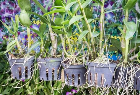 10 Best Orchid Pots & Containers Reviewed [+ Buyers Guide].